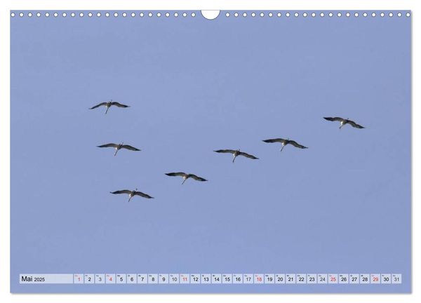 Produktbild: Kraniche auf dem Weg nach S&uuml;den (Wandkalender 2025 DIN A3 quer), CALVENDO Monatskalender