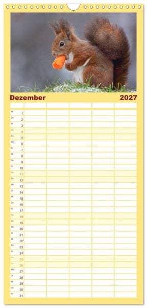 Produktbild: Familienplaner 2027 - Eichh&ouml;rnchen in zauberhaften Posen mit 5 Spalten (Wandkalender, 21 x 45 cm) CALVENDO