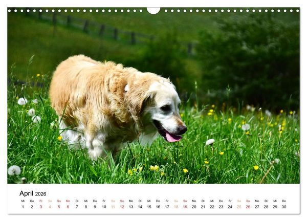 Produktbild: Eine treue Hundeseele - Golden Retriever (Wandkalender 2026 DIN A3 quer), CALVENDO Monatskalender