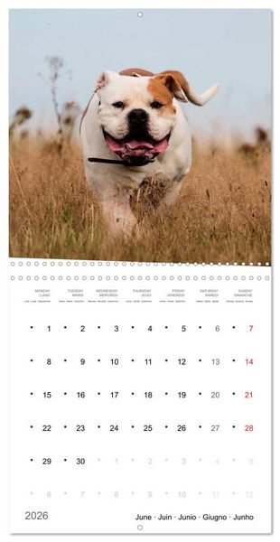 Produktbild: American Bulldog (Wall Calendar 2026 12 &times; 12 Inch) CALVENDO 12 Month Wall Calendar