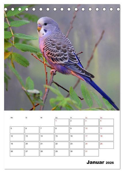 Produktbild: Der Wellensittich - mein bester Freund (Tischkalender 2026 DIN A5 hoch), CALVENDO Monatskalender