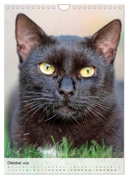 Produktbild: Katzen - s&uuml;&szlig; und kuschelig (Wandkalender 2026 DIN A4 hoch), CALVENDO Monatskalender