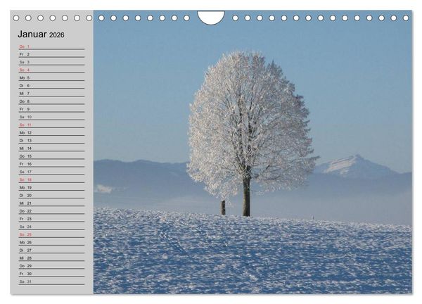 Produktbild: Magische B&auml;ume (Wandkalender 2026 DIN A4 quer), CALVENDO Monatskalender