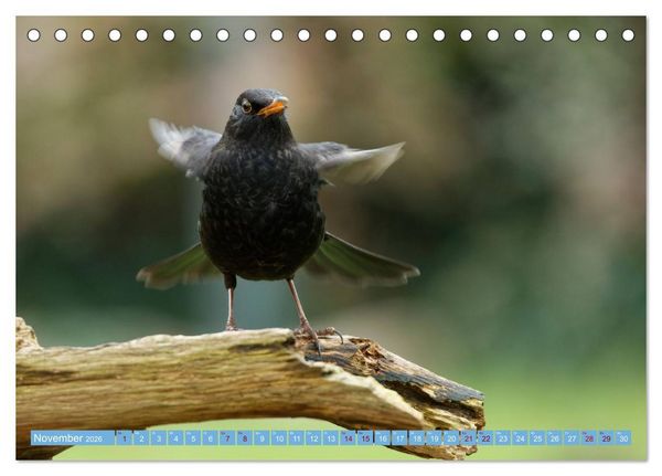 Produktbild: Amsel - Schwarzdrossel fotografiert von Ostfriesenfotografie (Tischkalender 2026 DIN A5 quer), CALVENDO Monatskalender