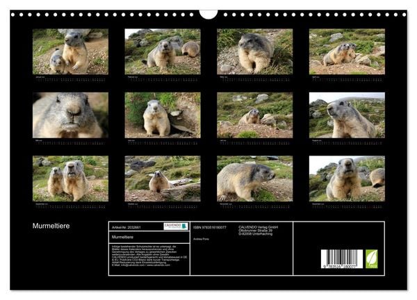 Produktbild: Murmeltiere (Wandkalender 2026 DIN A3 quer), CALVENDO Monatskalender