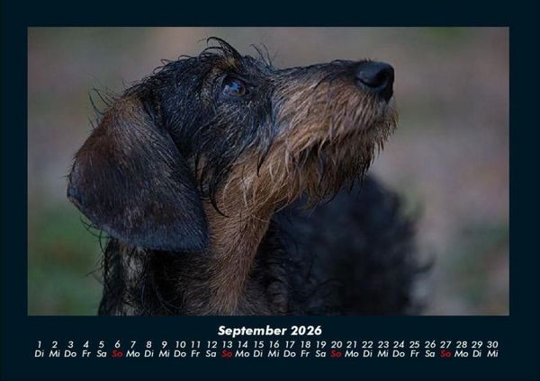 Produktbild: Haustierkalender 2026 Fotokalender DIN A4