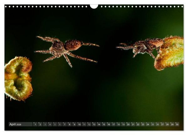 Produktbild: Wundersch&ouml;ne Spinnen (Wandkalender 2026 DIN A3 quer), CALVENDO Monatskalender