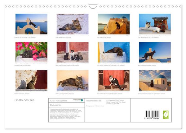 Produktbild: Chats des &icirc;les (Calendrier mural 2027 DIN A3 vertical), CALVENDO calendrier mensuel