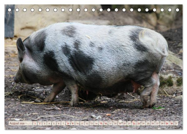 Produktbild: Tierische Schweinerei (Tischkalender 2026 DIN A5 quer), CALVENDO Monatskalender