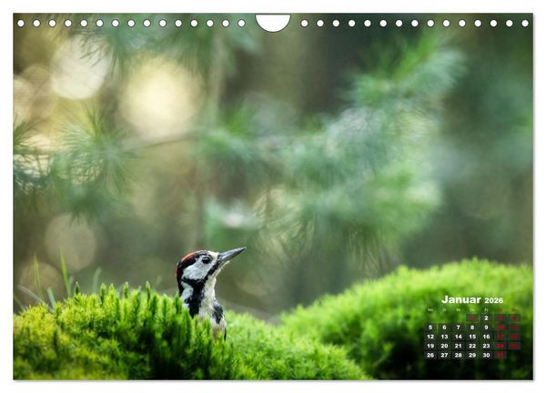 Produktbild: V&ouml;gel in heimischen W&auml;ldern (Wandkalender 2026 DIN A4 quer), CALVENDO Monatskalender