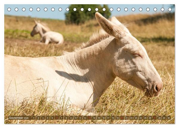 Produktbild: Lichtbringer - &Ouml;sterreichisch-Ungarische Barockesel (Tischkalender 2026 DIN A5 quer), CALVENDO Monatskalender