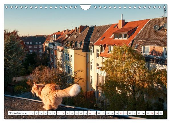 Produktbild: M&uuml;nster Miezen - &uuml;ber den D&auml;chern (Wandkalender 2026 DIN A4 quer), CALVENDO Monatskalender