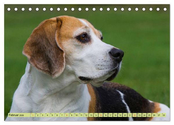Produktbild: Beagle - Herz auf 4 Pfoten (Tischkalender 2026 DIN A5 quer), CALVENDO Monatskalender