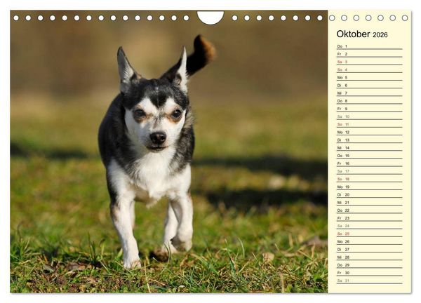 Produktbild: Chihuahua - Kleine Hunde ganz gro&szlig; (Wandkalender 2026 DIN A4 quer), CALVENDO Monatskalender