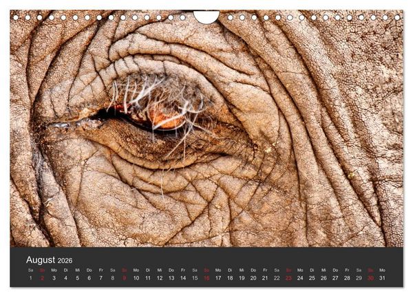 Produktbild: Elefanten - Graue Riesen (Wandkalender 2026 DIN A4 quer), CALVENDO Monatskalender