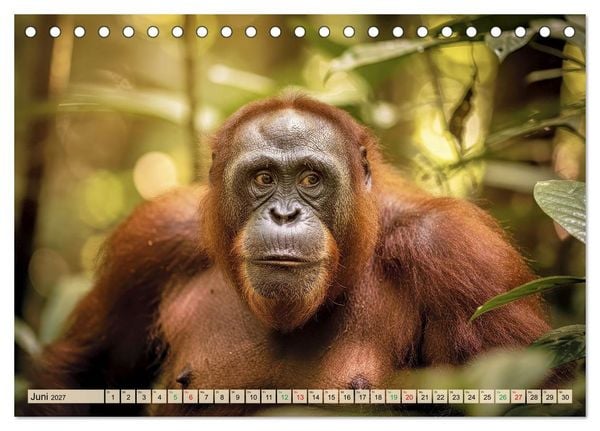 Produktbild: Die intelligentesten Tiere - Weltweit (Tischkalender 2027 DIN A5 quer), CALVENDO Monatskalender