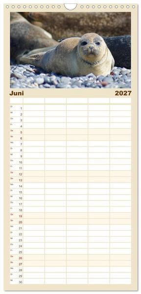 Produktbild: Familienplaner 2027 - Das Leben der Robben mit 5 Spalten (Wandkalender, 21 x 45 cm) CALVENDO