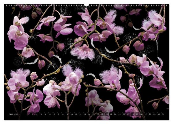 Produktbild: Orchidea (Wandkalender 2026 DIN A2 quer), CALVENDO Monatskalender