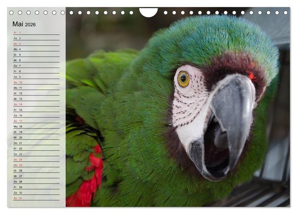 Produktbild: Papageien. Bunt, laut und klug (Wandkalender 2026 DIN A4 quer), CALVENDO Monatskalender