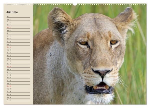 Produktbild: L&ouml;wen. Majest&auml;tische Kraft (Wandkalender 2026 DIN A2 quer), CALVENDO Monatskalender