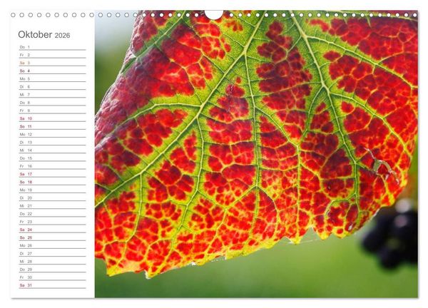 Produktbild: Wein (Wandkalender 2026 DIN A3 quer), CALVENDO Monatskalender