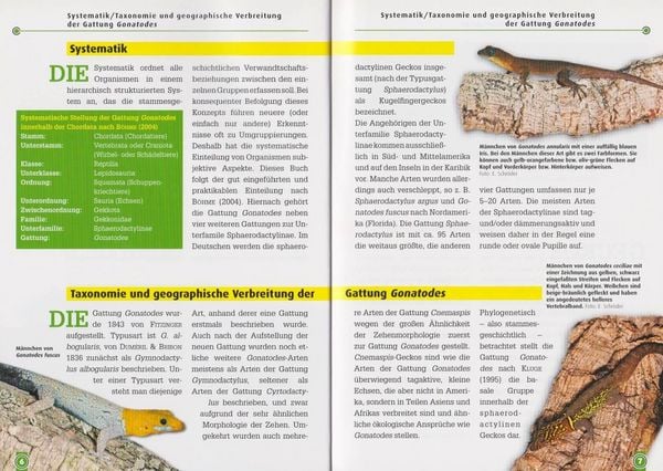 Produktbild: Neotropische Taggeckos