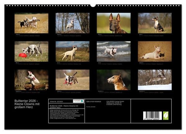 Produktbild: Bullterrier 2026 - Kleine Clowns mit gro&szlig;em Herz (hochwertiger Premium Wandkalender 2026 DIN A2 quer), Kunstdruck in Hochglanz