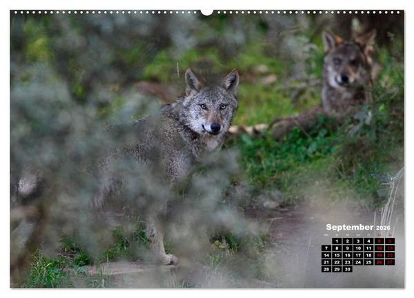 Produktbild: Willkommen Wolf (hochwertiger Premium Wandkalender 2026 DIN A2 quer), Kunstdruck in Hochglanz