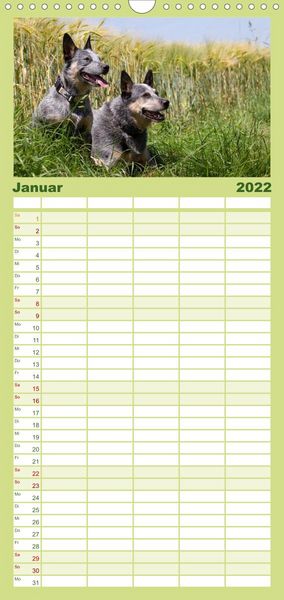 Produktbild: Familienplaner Faszinierende Australian Cattle Dogs (Wandkalender 2022 , 21 cm x 45 cm, hoch)
