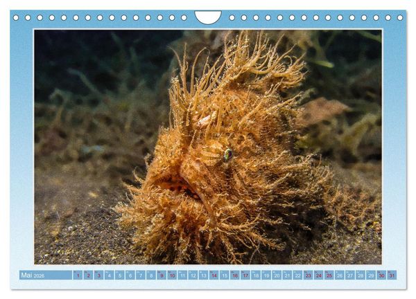 Produktbild: fisch portrait (Wandkalender 2026 DIN A4 quer), CALVENDO Monatskalender