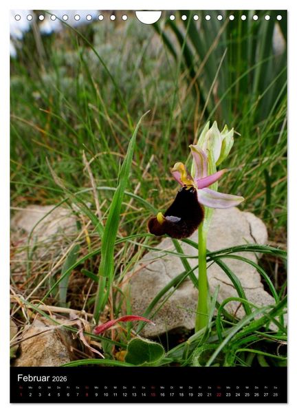 Produktbild: Orchideen in S&uuml;deuropa (Wandkalender 2026 DIN A4 hoch), CALVENDO Monatskalender