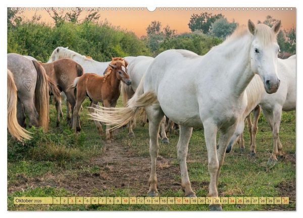 Produktbild: Die wilden Pferde der Camargue (hochwertiger Premium Wandkalender 2026 DIN A2 quer), Kunstdruck in Hochglanz