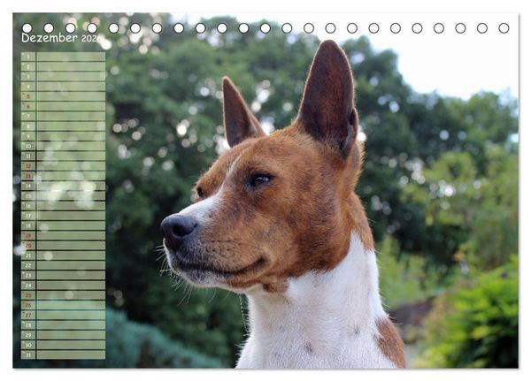 Produktbild: Basenji, der Kongo-Terrier (Tischkalender 2026 DIN A5 quer), CALVENDO Monatskalender