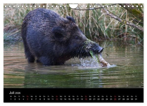 Produktbild: Wilde Wutzen. Das heimische Wildschwein (Wandkalender 2026 DIN A4 quer), CALVENDO Monatskalender