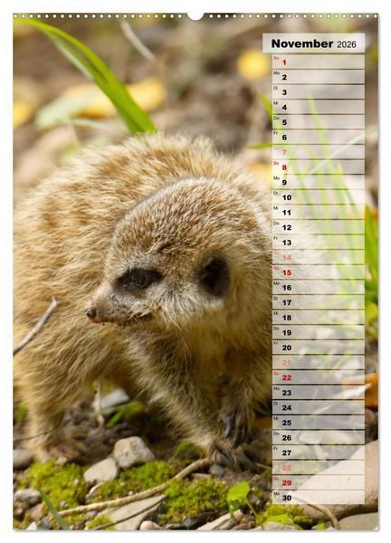 Produktbild: Erdm&auml;nnchen, putzige Kerlchen mit gro&szlig;en Knopfaugen (Wandkalender 2026 DIN A2 hoch), CALVENDO Monatskalender