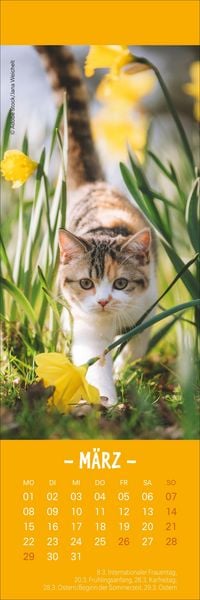 Produktbild: Katzen Lesezeichen & Kalender 2027