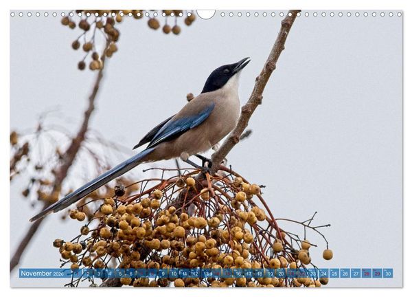 Produktbild: V&ouml;gel der Algarve (Wandkalender 2026 DIN A3 quer), CALVENDO Monatskalender