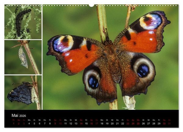 Produktbild: Schmetterlinge - Wunder der Verwandlung (Wandkalender 2026 DIN A2 quer), CALVENDO Monatskalender