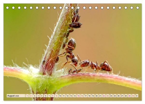 Produktbild: Ameisen - Ordnung im Durcheinander (Tischkalender 2026 DIN A5 quer), CALVENDO Monatskalender