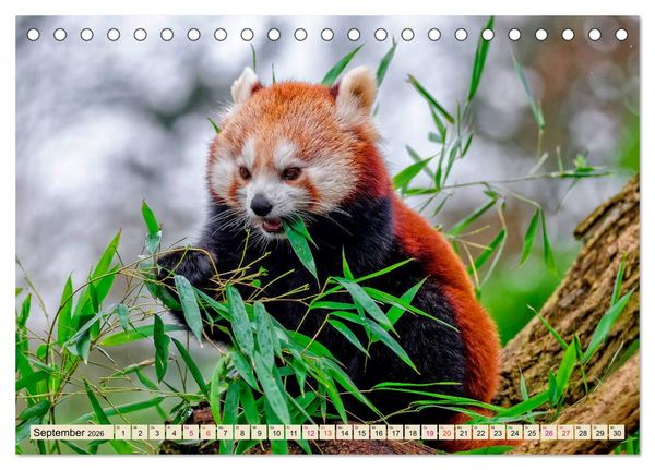 Produktbild: Kleiner Panda (Tischkalender 2026 DIN A5 quer), CALVENDO Monatskalender