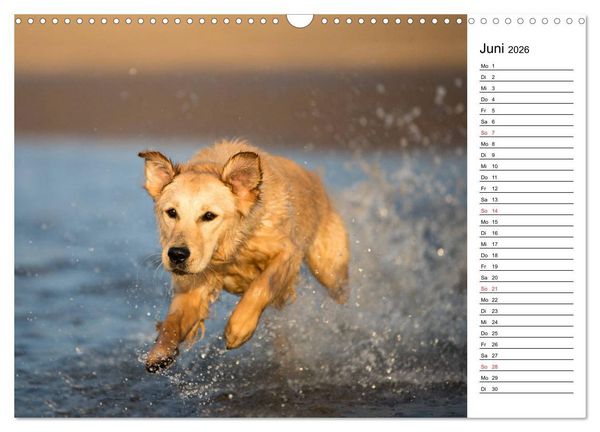 Produktbild: Goldig durch das Jahr! (Wandkalender 2026 DIN A3 quer), CALVENDO Monatskalender