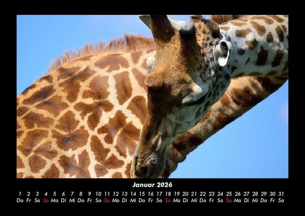Produktbild: Giraffen 2026 Fotokalender DIN A3