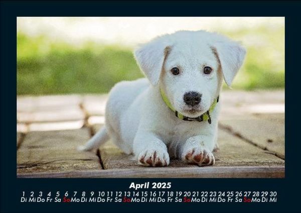 Produktbild: Der Hundekalender 2025 Fotokalender DIN A5