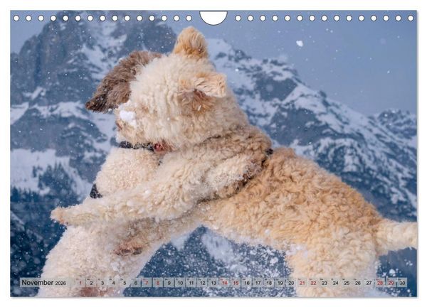 Produktbild: Lagotto Romagnolo Tanzende Tr&uuml;ffelnasen (Wandkalender 2026 DIN A4 quer), CALVENDO Monatskalender