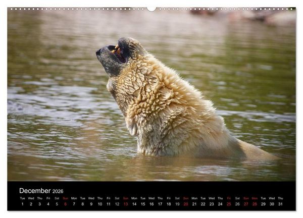 Produktbild: POLAR BEARS - ARCTIC LEGENDS (High Quality Premium Wall Calendar 2026 DIN A2 landscape),CALVENDO 12 Month Wall Calendar
