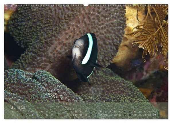 Produktbild: Anemonenfische - Streitbare Gesellen (hochwertiger Premium Wandkalender 2027 DIN A2 quer), Kunstdruck in Hochglanz