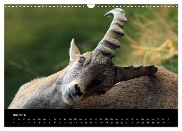 Produktbild: Bouquetins des Alpes (Calendrier mural 2026 DIN A3 vertical), CALVENDO calendrier mensuel