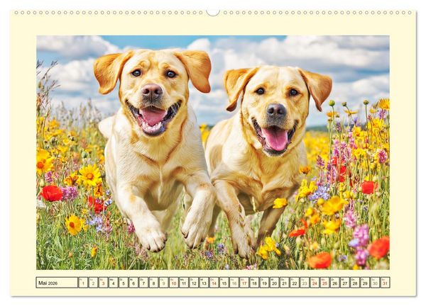 Produktbild: Labrador Retriever. Labrador-Magie f&uuml;r Herz und Seele (Wandkalender 2026 DIN A2 quer), CALVENDO Monatskalender