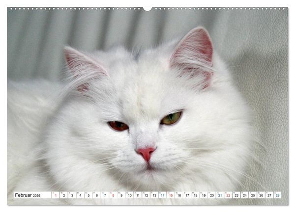 Produktbild: Die Perserkatze - Farbschlag Wei&szlig; (hochwertiger Premium Wandkalender 2026 DIN A2 quer), Kunstdruck in Hochglanz