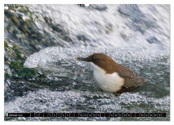 Produktbild: Wildtiere des Paderborner Landes (hochwertiger Premium Wandkalender 2026 DIN A2 quer), Kunstdruck in Hochglanz